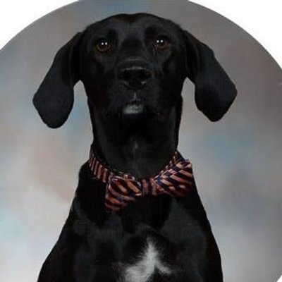 Profile Picture of Michael Lucius-Jones (@MichaelThePup) on Twitter