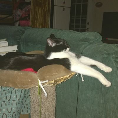 Profile Picture of Michael Miele (@theunoffendable) on Twitter