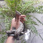 Profile Picture of Clayton Carlos Barbosa Campos (@bioarte_vibe) on Instagram