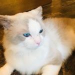 Profile Picture of Charles Chou (@charles.v.chou) on Instagram