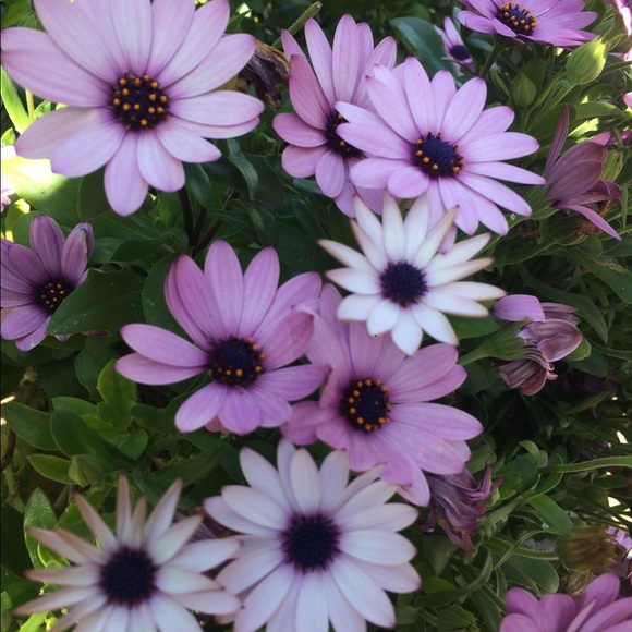 Profile Picture of Rose Bauernfeind (@rose52700) on Poshmark