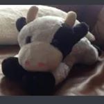 Profile Picture of Chris Maurer (@you.shall.moo) on Instagram