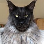 Profile Picture of Jacqueline Carlisle (@sinfulprey) on Instagram