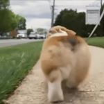 Profile Picture of Charlesetta (@charlesettaconover) on Instagram