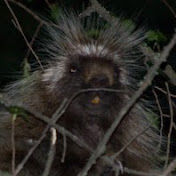 Profile Picture of Scott Strehlow (@strehlow) on Youtube