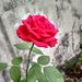 Profile Picture of Abhay kumar (@ak916290) on Pinterest