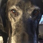 Profile Picture of shiloh doing stupid things (@shiloh_ellis) on Instagram