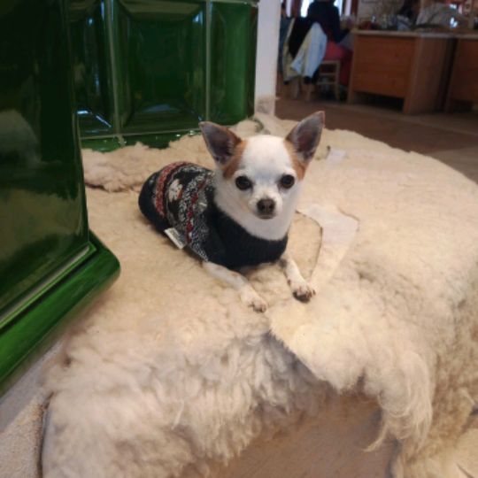 Barbara Kol - Tiktok Profile Picture of Barbara Kol (@@barbarakol1) on Tiktok