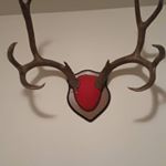 Profile Picture of garrettwolfe (@rwolfeden1) on Instagram