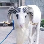 Profile Picture of Miriam Neiman Morrison (@Miriam-Neiman-Morrison) on Facebook