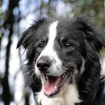 Profile Picture of Ian Mayhew (@mayhew.i) on Instagram