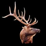 Profile Picture of Rick A Steele (@millcreektaxidermy) on Instagram