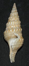 Profile Picture of Turricula nelliaeon Wikipedia