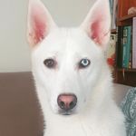 Profile Picture of IDA White Husky (@ida.siberianhusky) on Instagram