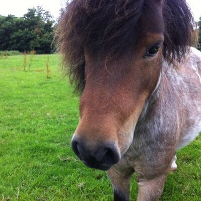 Profile Picture of Leonard Willis (@myteenagepony) on Twitter