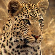 Carlos Pons - Youtube Profile Picture of Carlos Pons (@carlespons1516) on Youtube