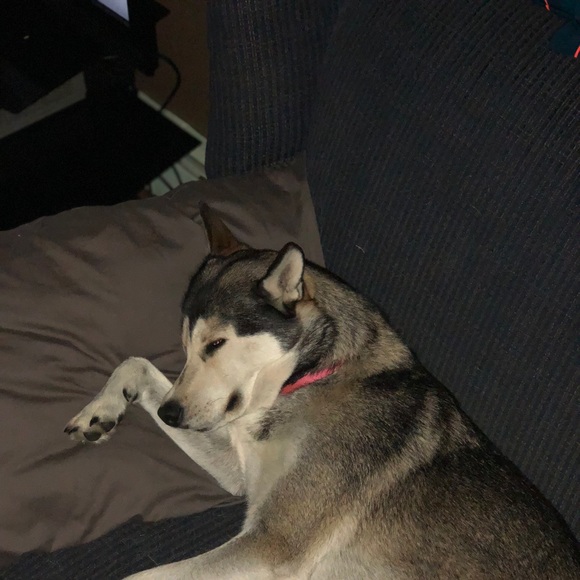 Profile Picture of Bob Horne (@bhorn1010) on Poshmark