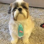 Profile Picture of Johnny (@johnny_shih_tzu) on Instagram