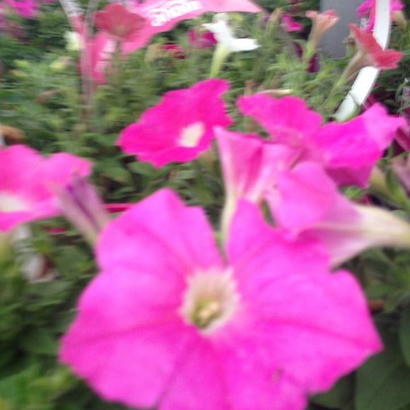 Profile Picture of Velasquez Silvia (@velasquezsilvia) on Poshmark