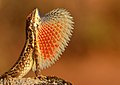 Profile Picture of Sitana marudhamneydhalon Wikipedia