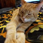 Profile Picture of Walter Sobchak (@sobchaktabby) on Instagram