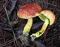 Profile Picture of Pulveroboletus raveneliion Wikipedia