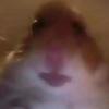 Profile Picture of user5293061957785 (@chasedye3) on Tiktok