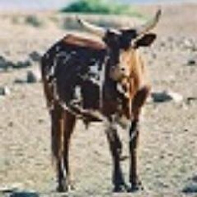 Profile Picture of Pascale Manciet (@PascaleManciet) on Twitter