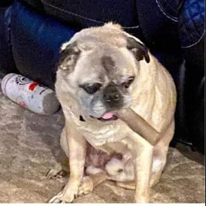 Profile Picture of Marc Courtemanche (@marc.courtemanche4) on Tiktok