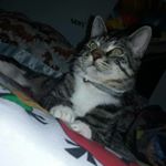 Profile Picture of Scott Wittman (@s.t.wittman) on Instagram