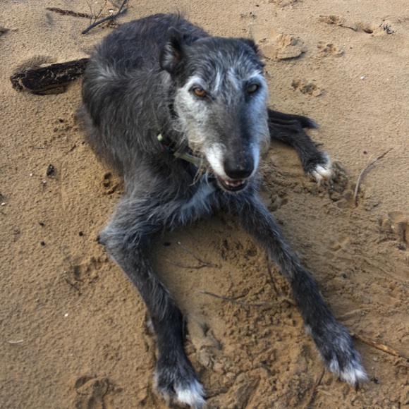 Profile Picture of Andrea Mclean (@95210979) on Poshmark