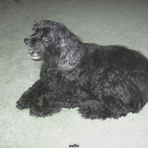 Profile Picture of John Hollis (@dogman44) on Myspace