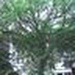 Profile Picture of Julia Bergfeld (@peculia julia) on Flickr