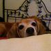 Profile Picture of Diane Massengale (@beaglekids) on Pinterest