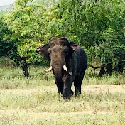 Profile Picture of Avin’s Wild Adventures (@avinswildadventures4975) on Youtube