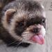 Profile Picture of Joshua Mandell (@josh95073) on Pinterest