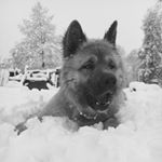 Profile Picture of Jose Chahin Gidi (@josechahingidi) on Instagram