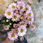 Profile Picture of Louise Jaejin Kim (@louise_jaejin_kim) on Instagram