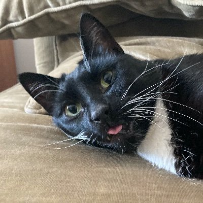 Profile Picture of Hannah Oliver (@hswaldschmidt) on Twitter