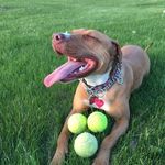 Profile Picture of Jason Pytlik (@ridgiedog) on Instagram