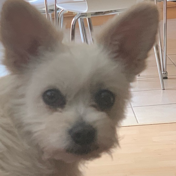 Profile Picture of Andrea Torrez (@andreatorrezz) on Poshmark