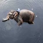 Profile Picture of elephant falling love (@michael_k._reinhold) on Instagram