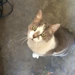 Profile Picture of James Carranza (Kincheloe) (@carranza8880) on Instagram