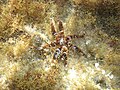 Profile Picture of Coscinasteriason Wikipedia
