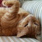 Profile Picture of IHopeYouMeow (@@IHopeYouMeow) on Tiktok
