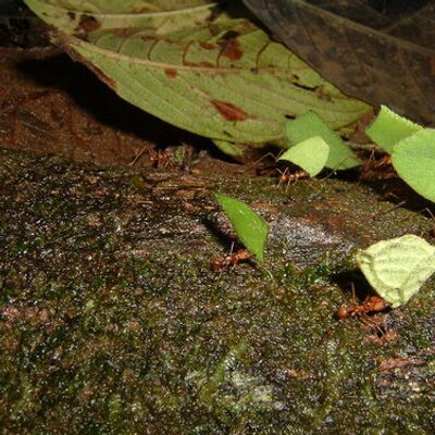 Profile Picture of Ross Conner (@think_obvious) on Twitter