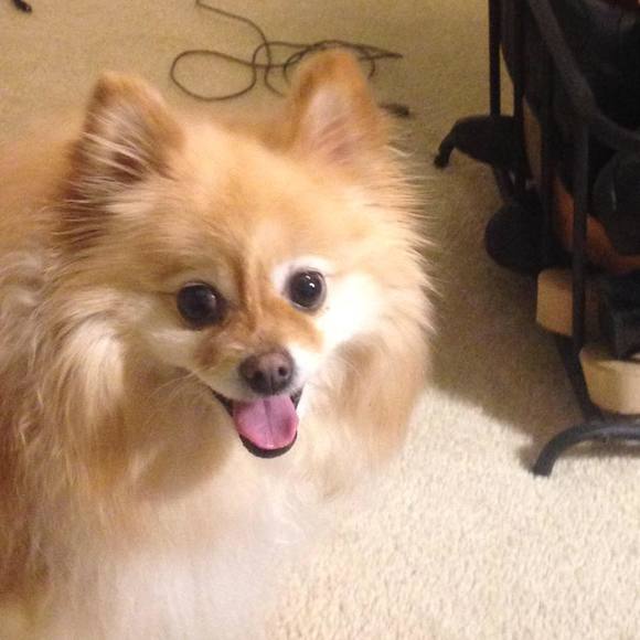 Profile Picture of Jacqueline Poliquin (@jpbridgegirl) on Poshmark