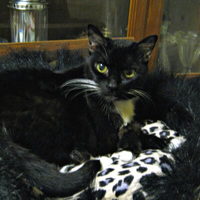 Profile Picture of Bronwen J Murray (@BronwenJMurray) on Twitter