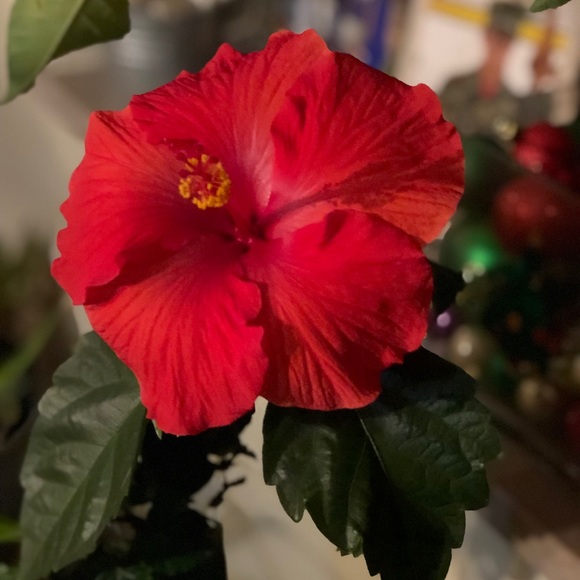 Profile Picture of Vicki Lenigan (@lenigan98) on Poshmark