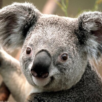 Profile Picture of Derek.Forest.Lin (@linsenderekflin) on Twitter